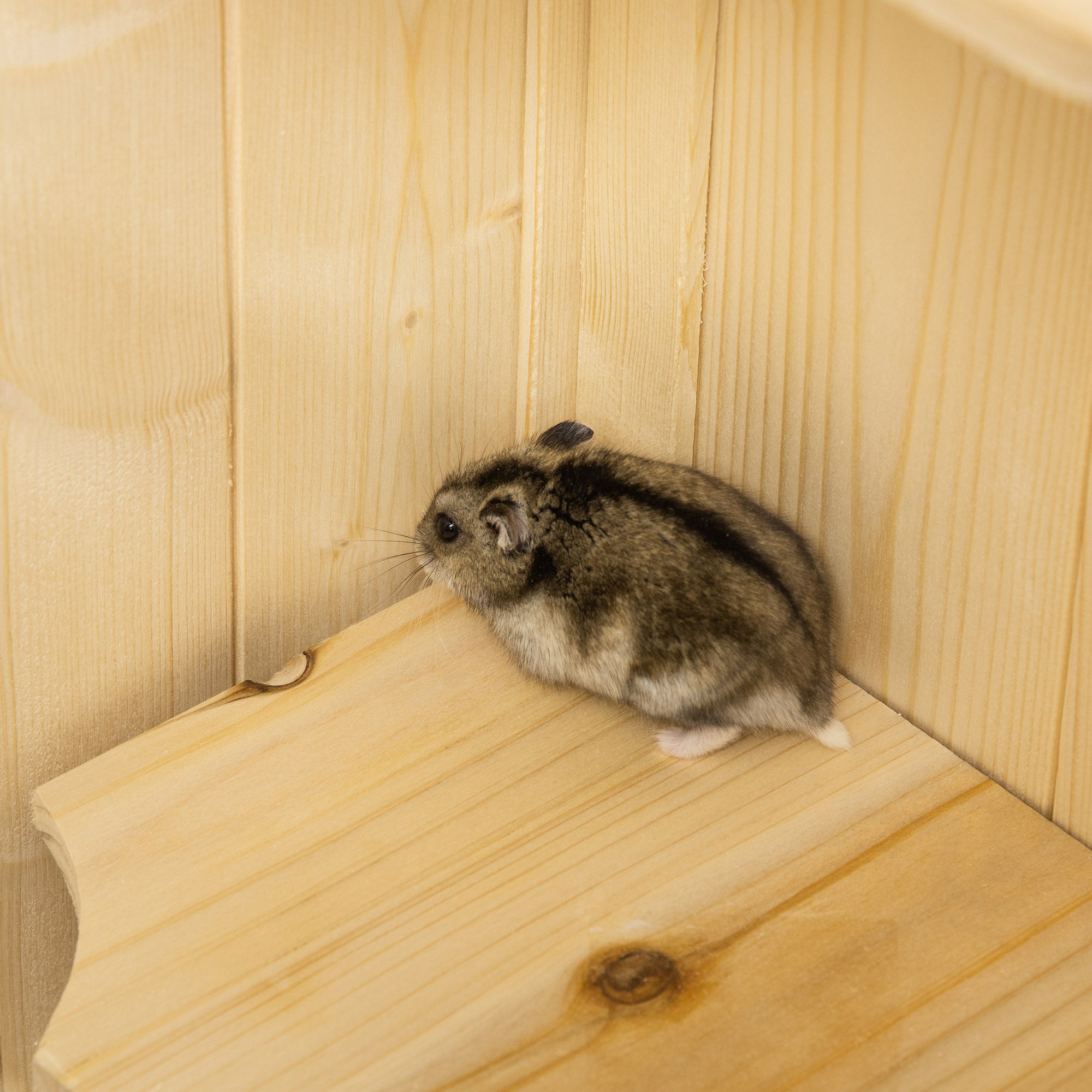 5-Tier Wooden Hamster Cage Mice Habitat Rat Habitat with Openable Top, Front Door and Storage Shelf